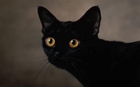 Черная кошка
 2024.04.19 08:59